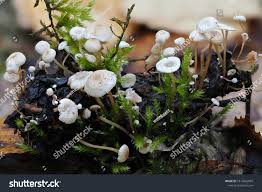 Attēlu rezultāti vaicājumam “Collybia cirrhata”