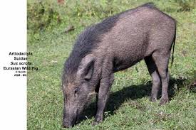 Attēlu rezultāti vaicājumam “Sus scrofa”