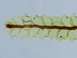 Attēlu rezultāti vaicājumam “Harpanthus flotovianus”