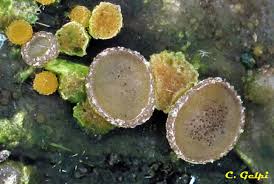 Attēlu rezultāti vaicājumam “Ascobolus furfuraceus”