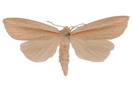 Attēlu rezultāti vaicājumam “Mythimna flammea”