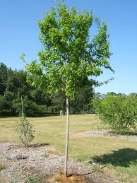 Attēlu rezultāti vaicājumam “Carpinus caroliniana”