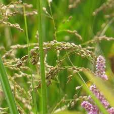 Attēlu rezultāti vaicājumam “Glyceria lithuanica”