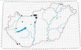Attēlu rezultāti vaicājumam “Riccia bifurca”