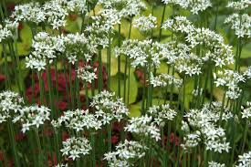 Image result for Allium tuberosum