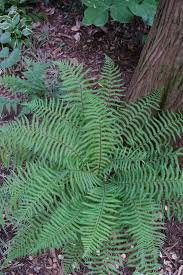 Attēlu rezultāti vaicājumam “Dryopteris”