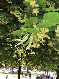 Attēlu rezultāti vaicājumam “Tilia platyphyllos subsp. cordifolia”