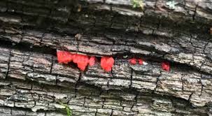 Attēlu rezultāti vaicājumam “Lindbladia tubulina spores”