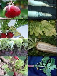 Image result for Radieschen