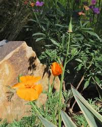 Attēlu rezultāti vaicājumam “Eschscholzia californica leaf”