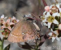 Attēlu rezultāti vaicājumam “Claustria didermoides”