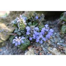 Attēlu rezultāti vaicājumam “Ajuga pyramidalis”