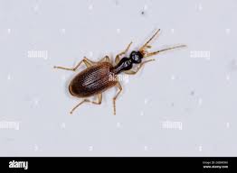 Attēlu rezultāti vaicājumam “Carabidae”