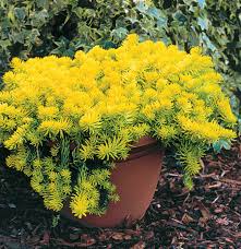 Attēlu rezultāti vaicājumam “Sedum rupestre leaf”