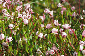 Attēlu rezultāti vaicājumam “Oxycoccus palustris”