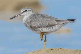 Image result for Tringa brevipes