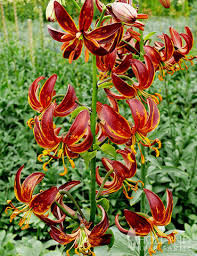 Attēlu rezultāti vaicājumam “Lilium martagon leaf”