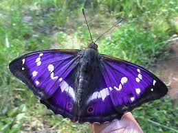 Attēlu rezultāti vaicājumam “Apatura iris”