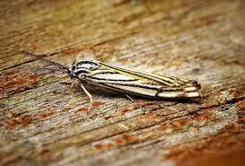 Attēlu rezultāti vaicājumam “Spiris striata”