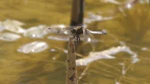 Attēlu rezultāti vaicājumam “Libellula fulva male”