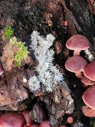 Attēlu rezultāti vaicājumam “Tilachlidium brachiatum”