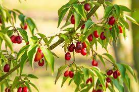 Attēlu rezultāti vaicājumam “Cornus mas fruit”