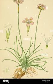 Attēlu rezultāti vaicājumam “Armeria vulgaris bud”