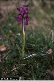 Attēlu rezultāti vaicājumam “Orchis morio”