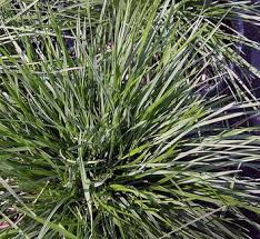 Attēlu rezultāti vaicājumam “Deschampsia flexuosa bud”