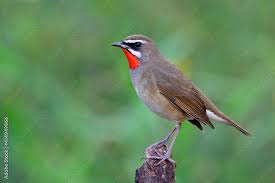 Image result for Luscinia calliope