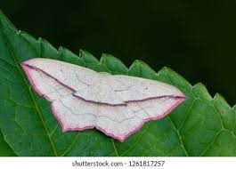 Attēlu rezultāti vaicājumam “Timandra comae”