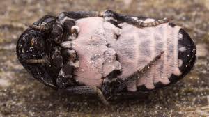 Attēlu rezultāti vaicājumam “Dermestes murinus”