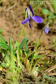 Attēlu rezultāti vaicājumam “Viola hirta flower”