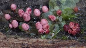 Attēlu rezultāti vaicājumam “Arcyria affinis spores”