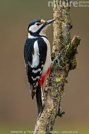 Attēlu rezultāti vaicājumam “Dendrocopos major female”