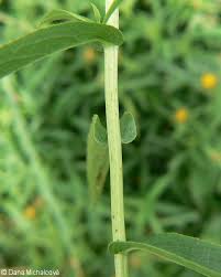 Attēlu rezultāti vaicājumam “Inula salicina leaf”