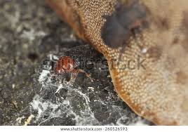 Attēlu rezultāti vaicājumam “Triplax russica”