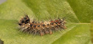 Attēlu rezultāti vaicājumam “Lymantria monacha pupa”