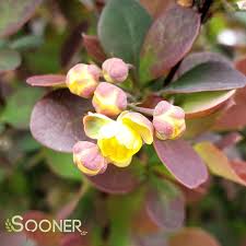 Attēlu rezultāti vaicājumam “Berberis thunbergii flower”