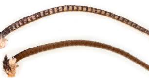 Attēlu rezultāti vaicājumam “Dypterygia scabriuscula”