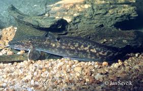 Attēlu rezultāti vaicājumam “Lota lota”