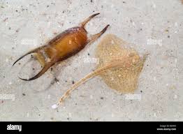 Image result for Raja montagui