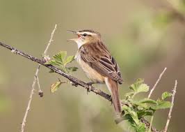 Attēlu rezultāti vaicājumam “Acrocephalus schoenobaenus adult”