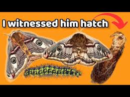 Attēlu rezultāti vaicājumam “Saturnia pavonia eggs”