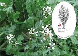 Image result for Diplotaxis tenuifolia