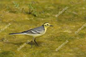 Attēlu rezultāti vaicājumam “Motacilla citreola male”