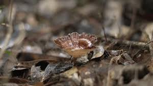 Attēlu rezultāti vaicājumam “Symphytocarpus flaccidus spores”