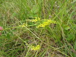 Attēlu rezultāti vaicājumam “Melilotus wolgicus”