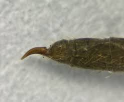 Attēlu rezultāti vaicājumam “Trichocera regelationis”