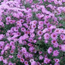 Image result for Aster novae-angliae